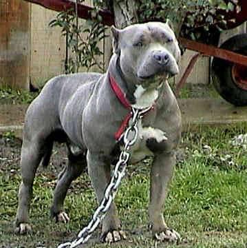 dut bull
